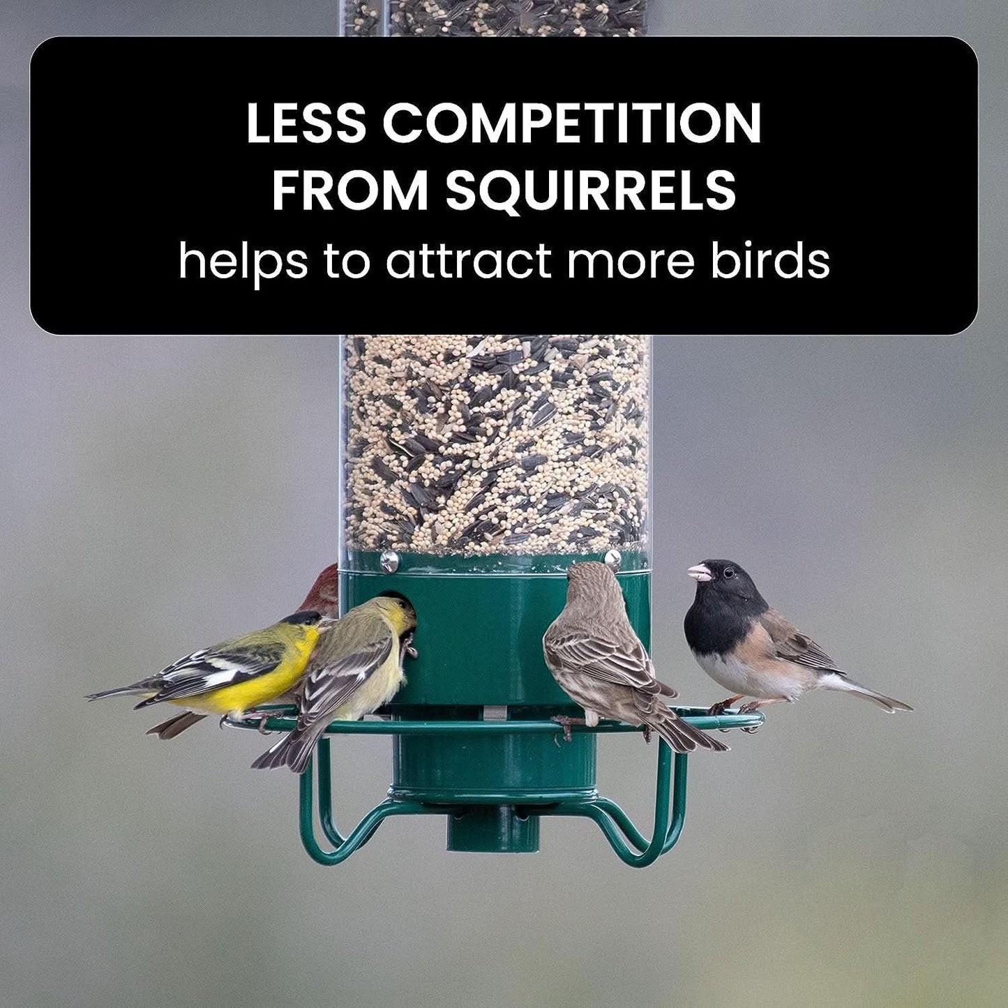 FEEDSAFE - Squirrel-Proof Bird Feeder with Weight-Activated Perch 6