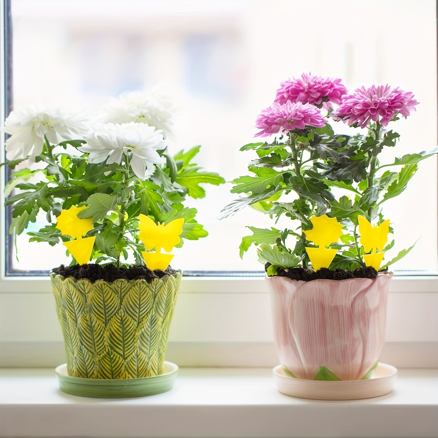 PESTNEST – Yellow Plant Traps for Fungus Gnats & Flying Bugs