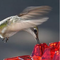 Ant Proof Hummingbird Feeder - 30 Ports, 12 Oz Capacity, UV Resistant Polycarbonate 3