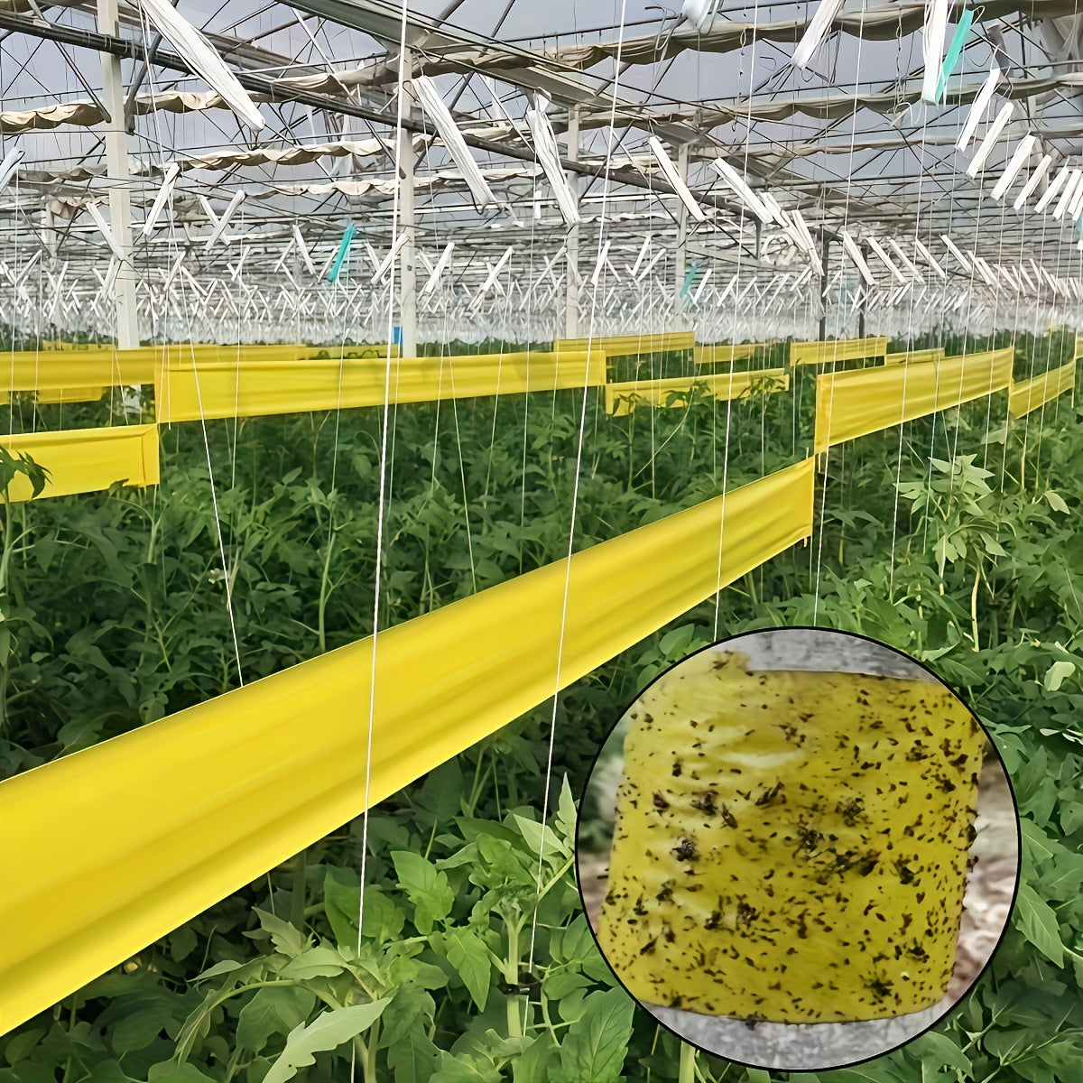 BUGSTRIP – Sticky Outdoor Insect Barrier Tape 1