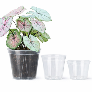Plants | Accessories