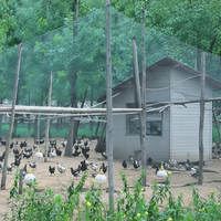 FARMGUARD - UV-Resistant Netting for Orchards, Birds & Deer 2