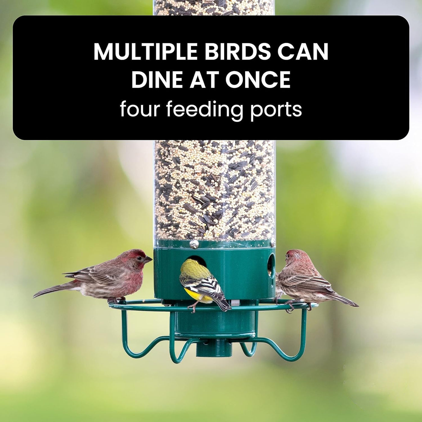 FEEDSAFE - Squirrel-Proof Bird Feeder with Weight-Activated Perch 4