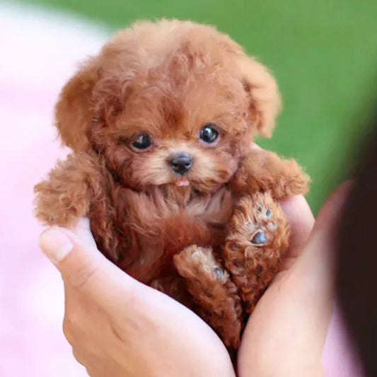 Interactive Plush Dog Toy with Gentle Movements for Kids - Soft Cuddly Companion 0