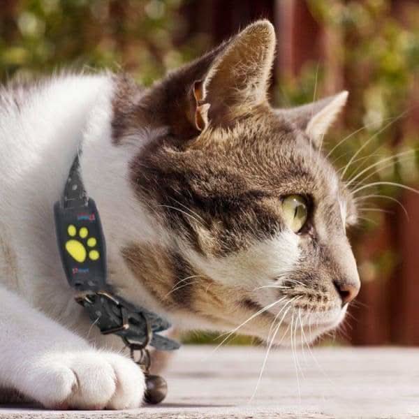 PetSafe GPS Tracker for Cats - Real-Time Location Updates & Compact Design 3