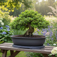 Premium Rectangular Plastic Flower Pot - Breathable Indoor Plant Pot for Succulents & Bonsai 1