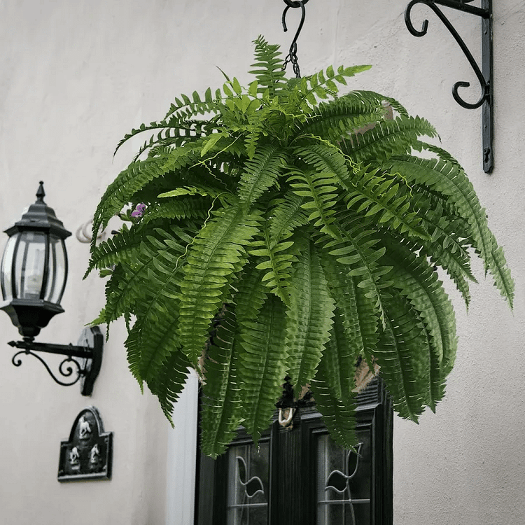 VERDAFERN – UV-Resistant Outdoor Greenery 1