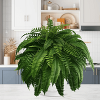 VERDAFERN – UV-Resistant Outdoor Greenery 3