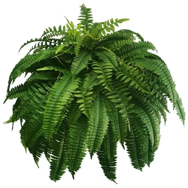 VERDAFERN – UV-Resistant Outdoor Greenery 5