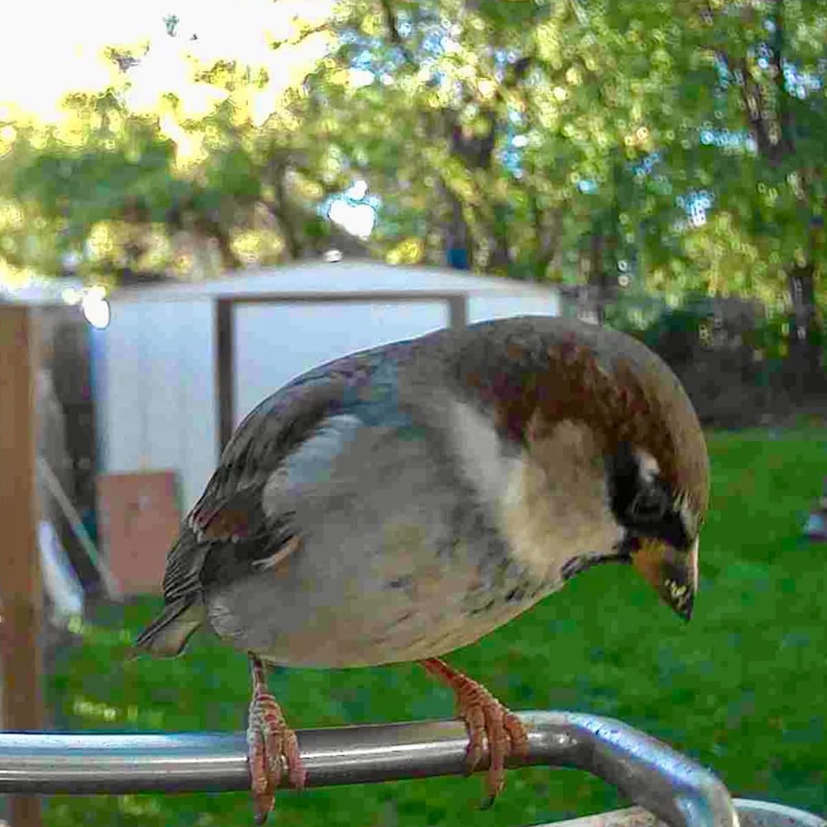 FEATHERIA – Smart Bird Feeder Camera for Up-Close Birdwatching