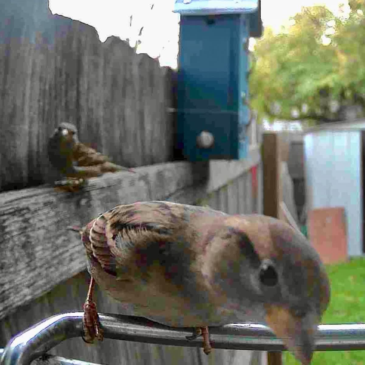 FEATHERIA – Smart Bird Feeder Camera for Up-Close Birdwatching