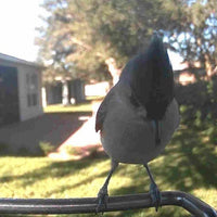FEATHERIA – Smart Bird Feeder Camera for Up-Close Birdwatching