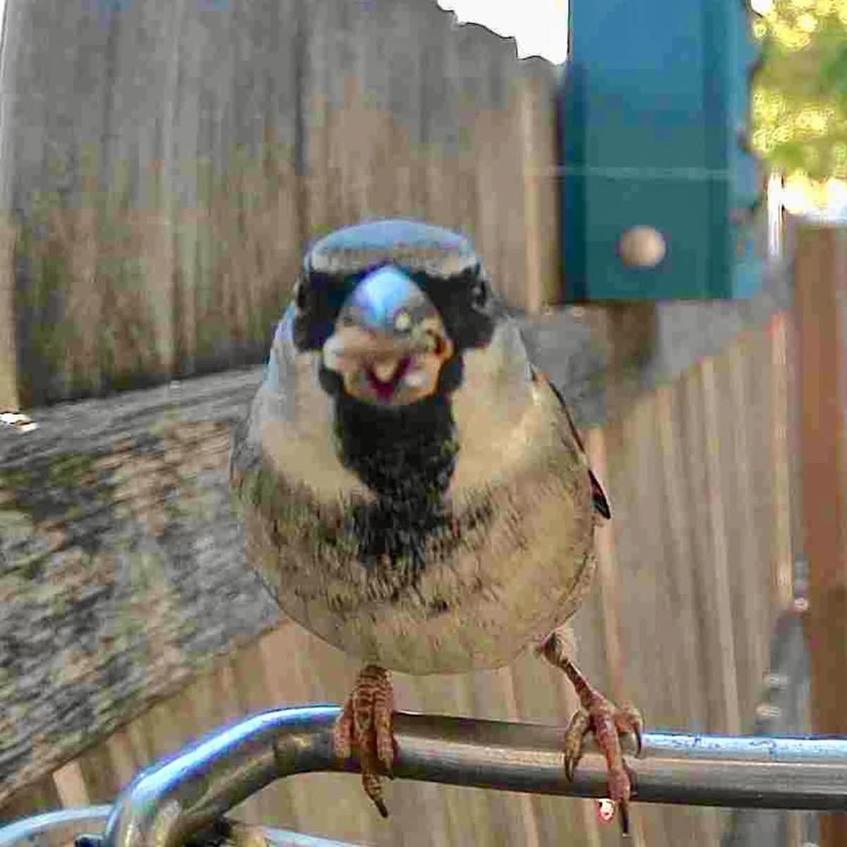 FEATHERIA – Smart Bird Feeder Camera for Up-Close Birdwatching