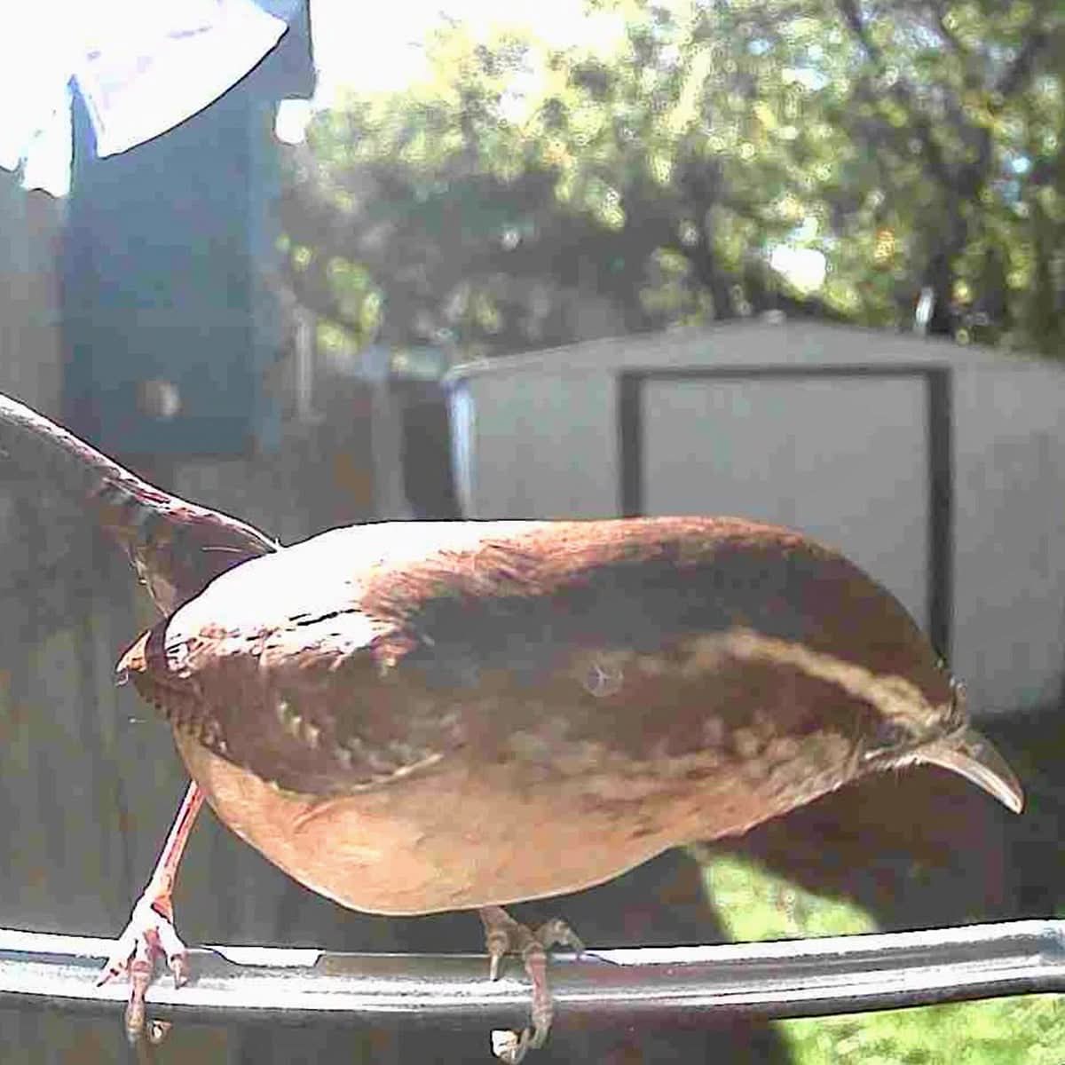 FEATHERIA – Smart Bird Feeder Camera for Up-Close Birdwatching
