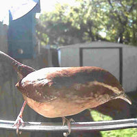 FEATHERIA – Smart Bird Feeder Camera for Up-Close Birdwatching