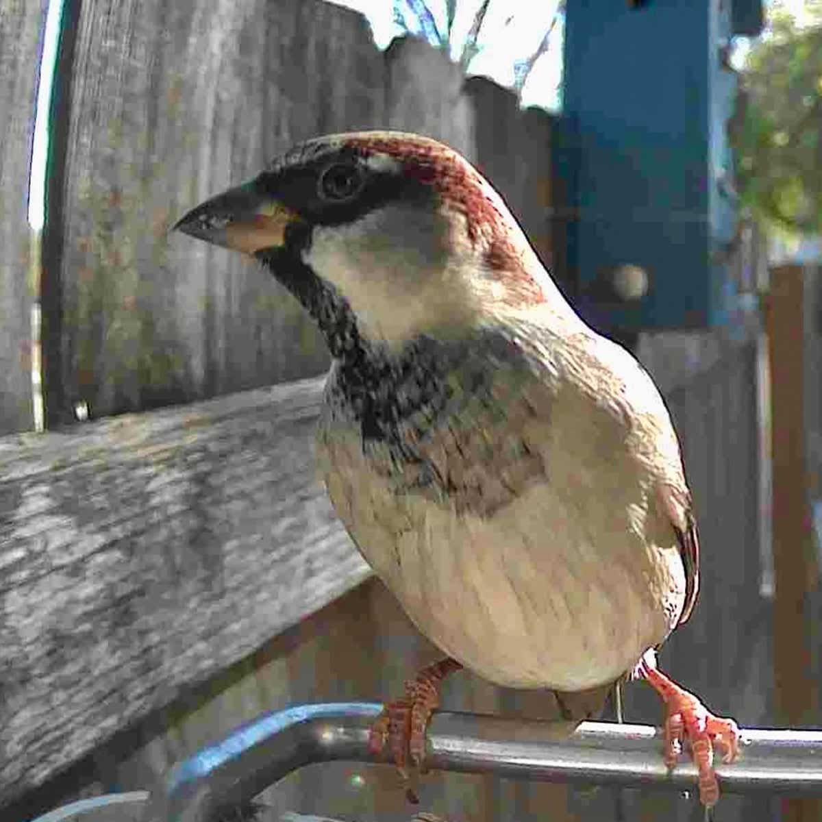 FEATHERIA – Smart Bird Feeder Camera for Up-Close Birdwatching