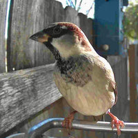 FEATHERIA – Smart Bird Feeder Camera for Up-Close Birdwatching