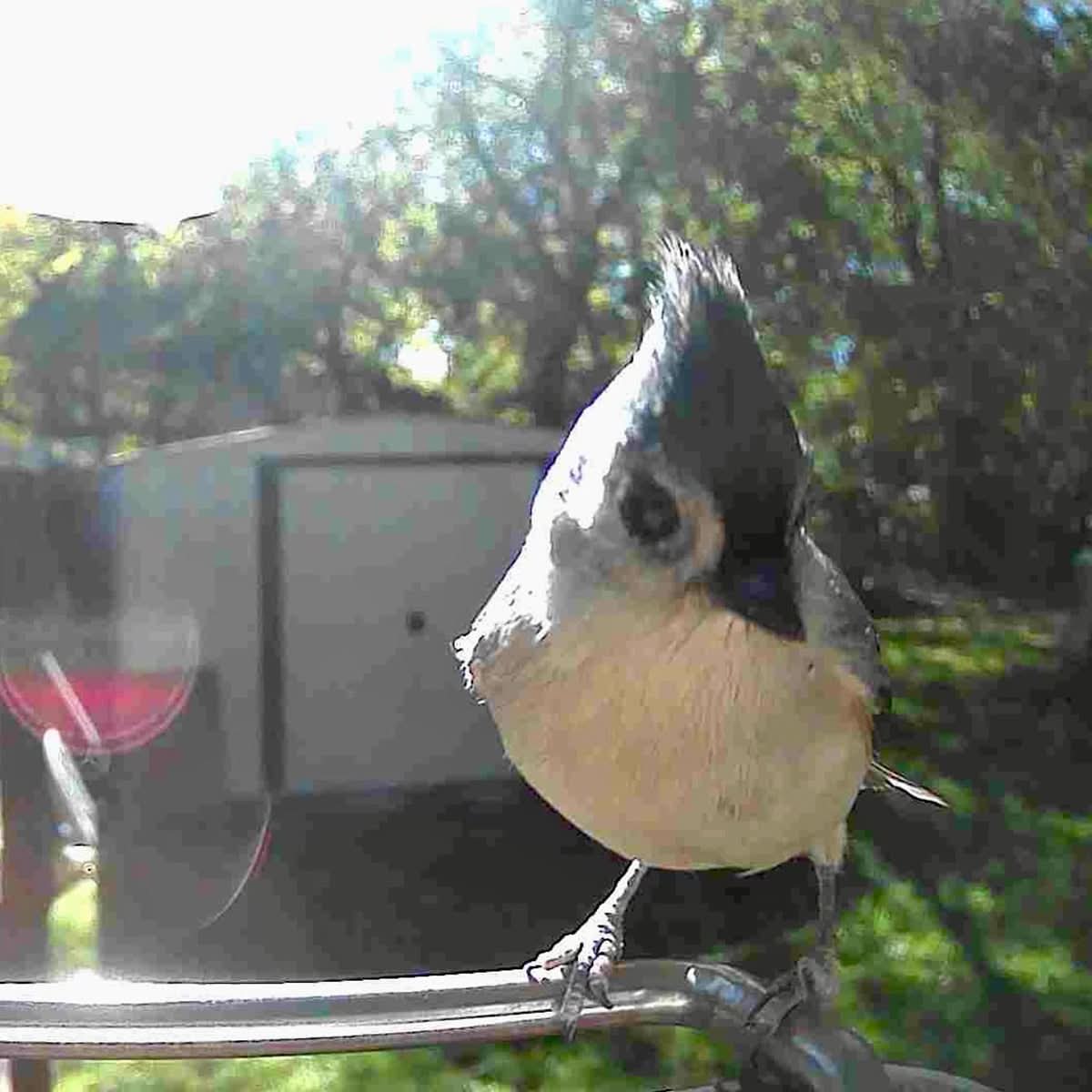 FEATHERIA – Smart Bird Feeder Camera for Up-Close Birdwatching